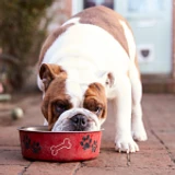 ALIMENTO PERROS