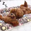 Cama Cojin Con Diseños