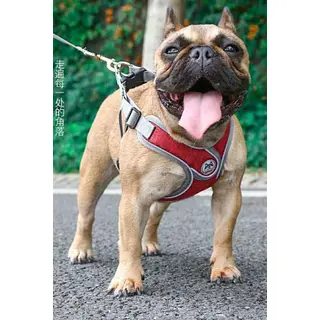 Pechera Y Correa Premium