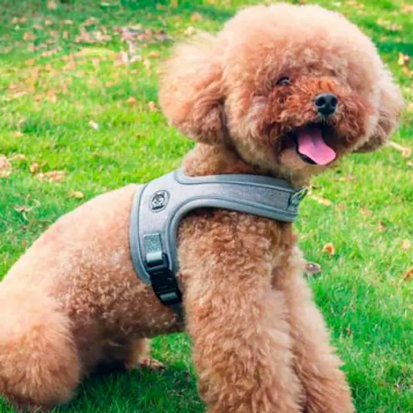 Pechera Maxi Con Traila