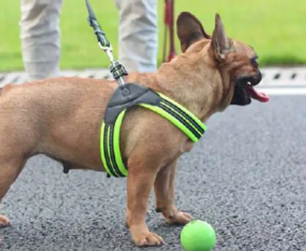 Traila Y Arnes Premiun