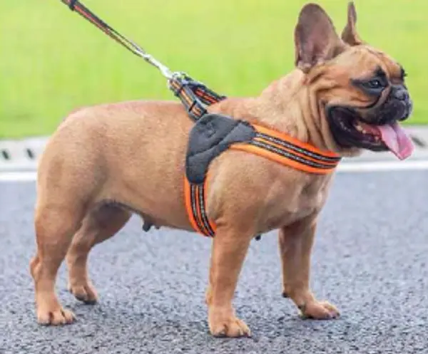 Traila Y Arnes Premiun