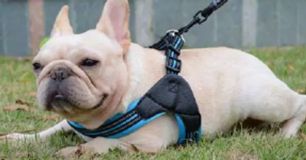 Traila Y Arnes Premiun