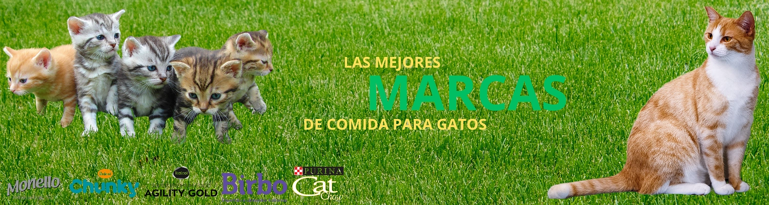 CONCENTRADO GATOS